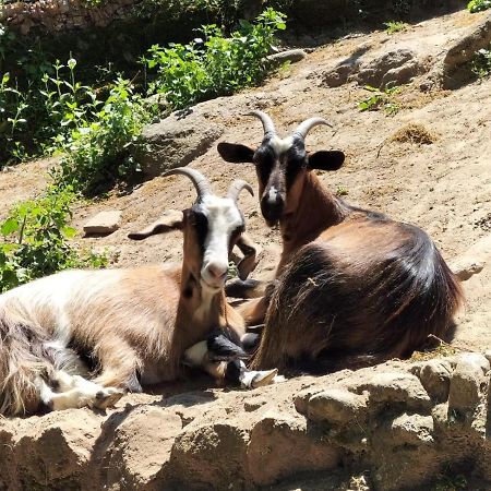 Podere I Casaloni - La Casa Nel Bosco Torniella Exterior foto