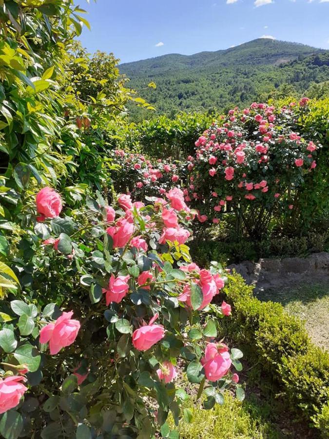 Podere I Casaloni - La Casa Nel Bosco Torniella Exterior foto