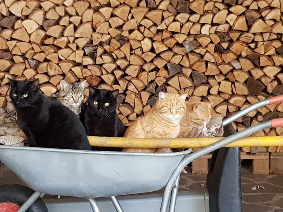 Podere I Casaloni - La Casa Nel Bosco Torniella Exterior foto