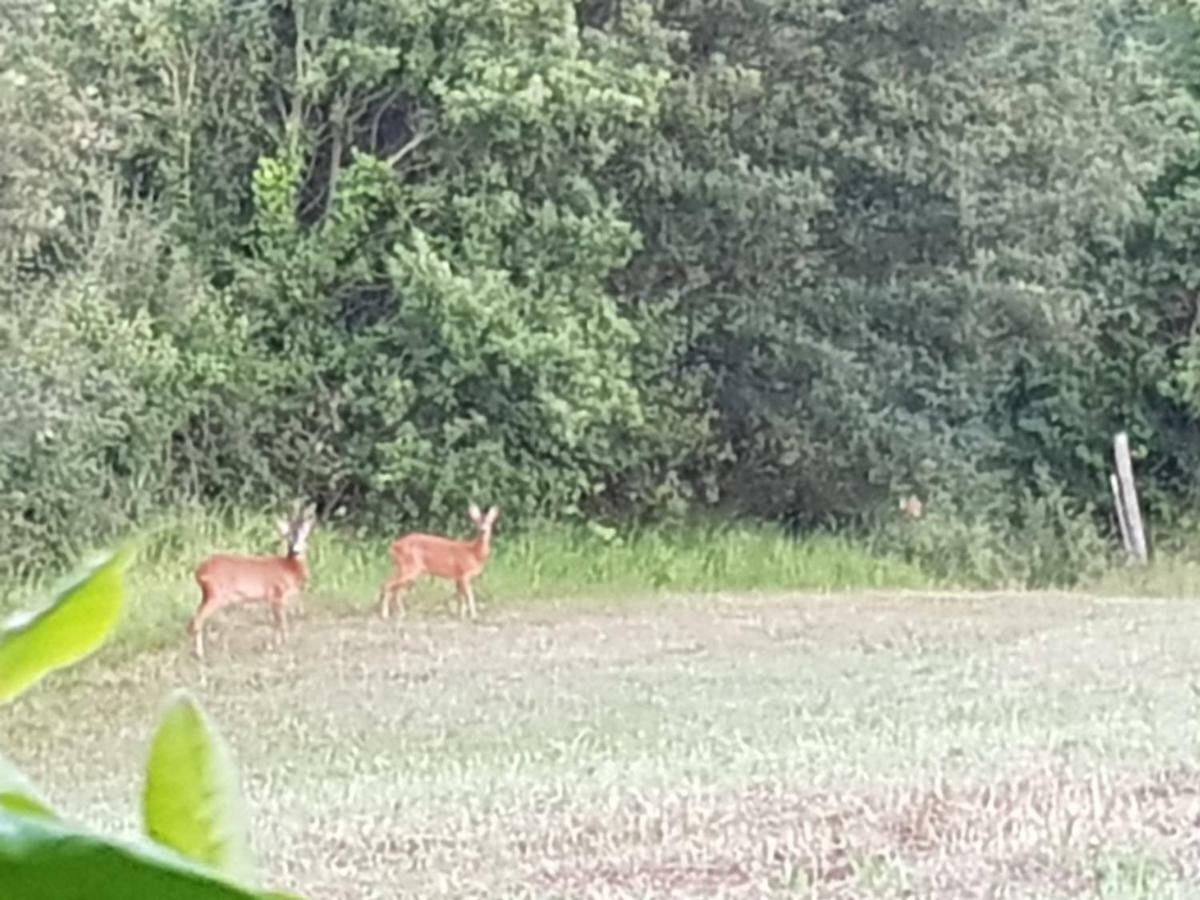 Podere I Casaloni - La Casa Nel Bosco Torniella Exterior foto